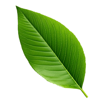 Leaf Accent
