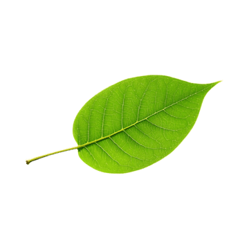 Leaf Accent